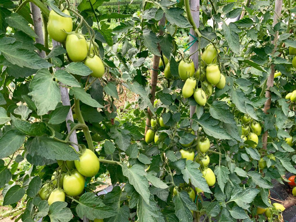 pomodori che non maturano