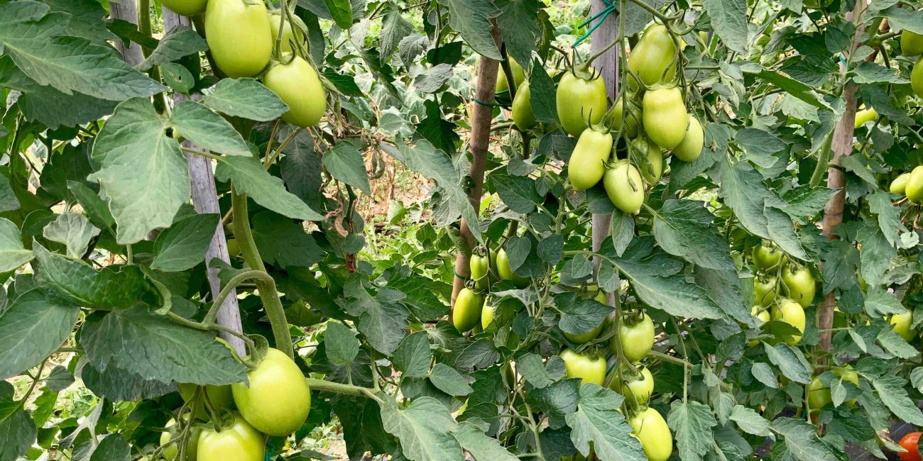 pomodori che non maturano