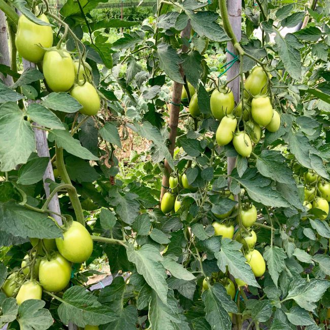 pomodori che non maturano