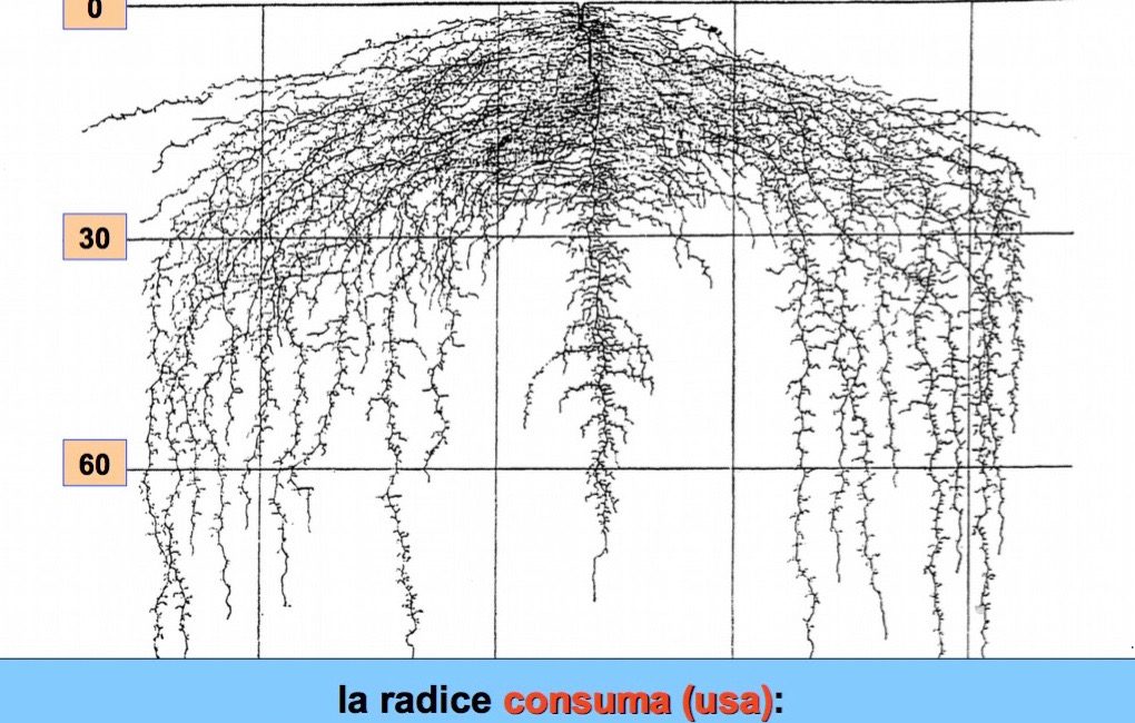 radice, assorbimento dei principi nutritivi