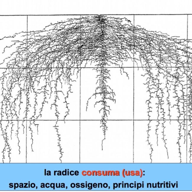 radice, assorbimento dei principi nutritivi