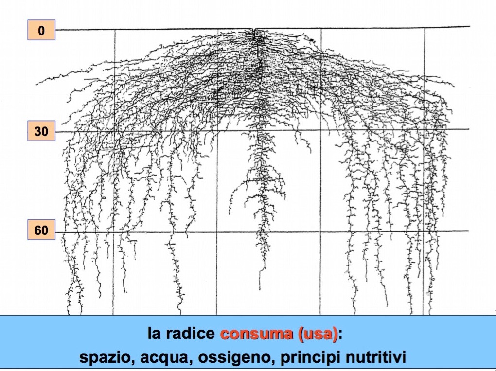 radice, assorbimento dei principi nutritivi