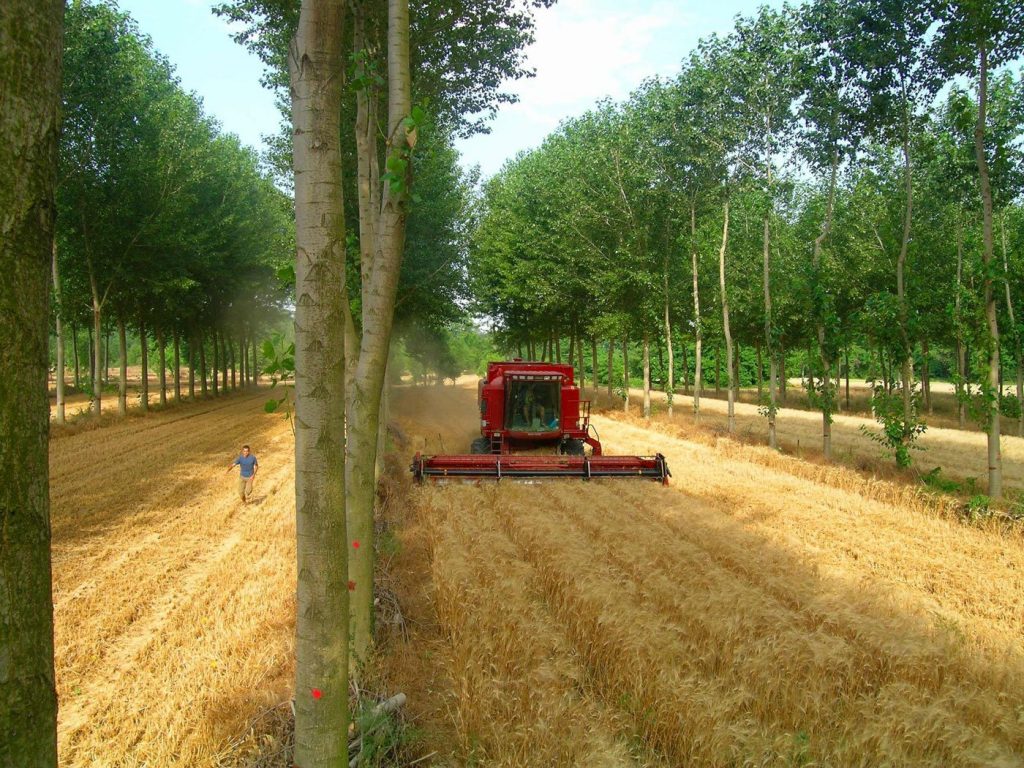 agroforestry